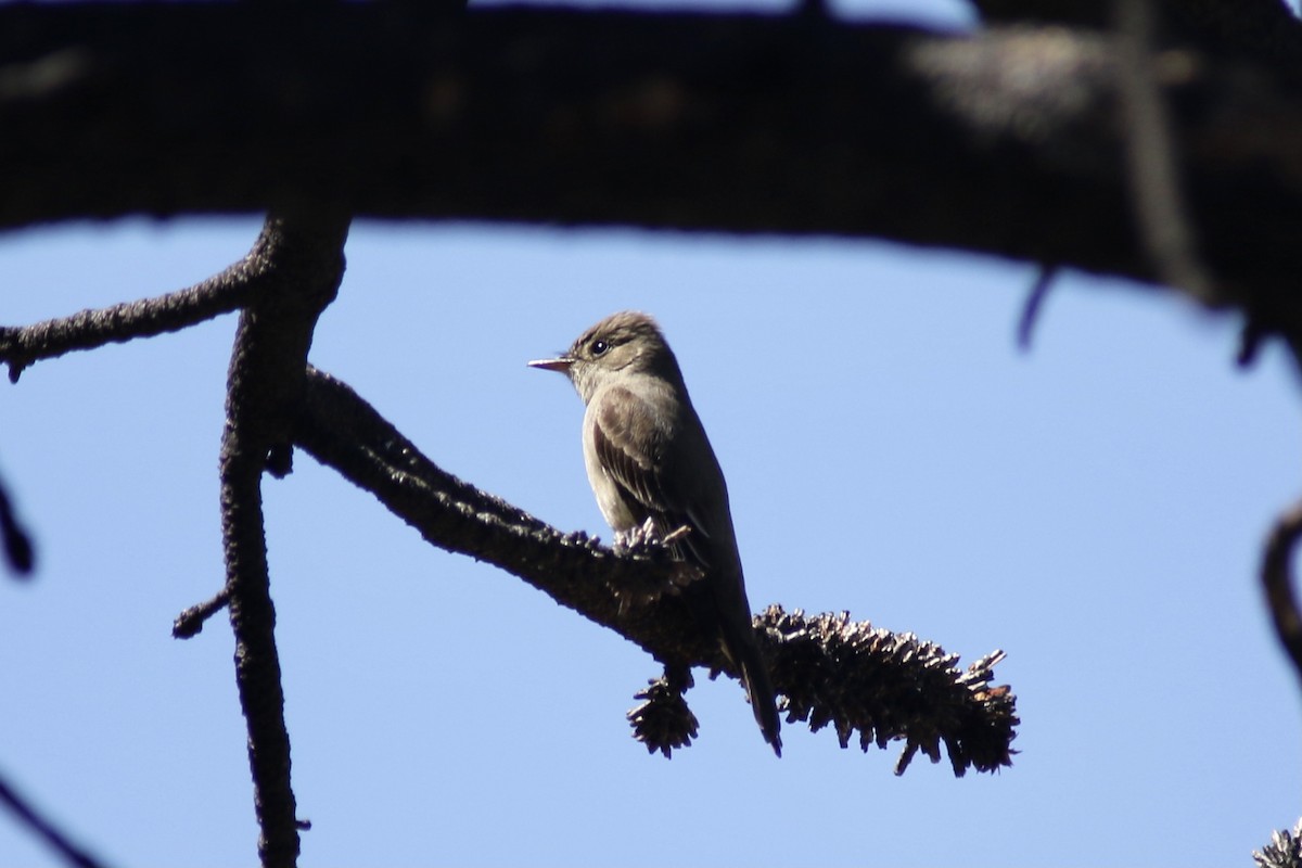 Western Wood-Pewee - ML455066221