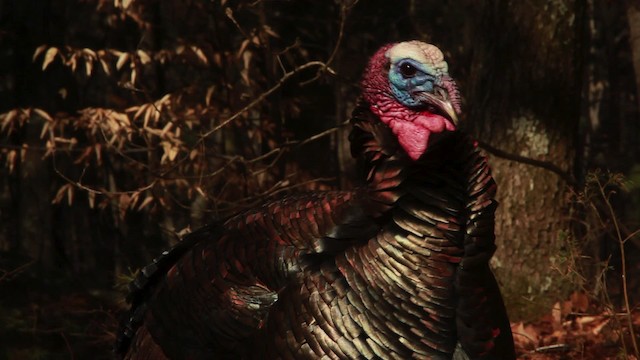 Wild Turkey - ML455067