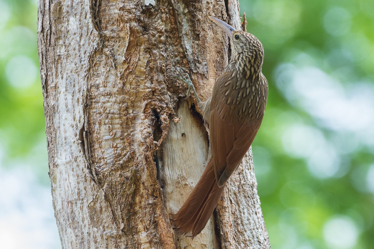 Ivory-billed Woodcreeper - Juan Miguel Artigas Azas