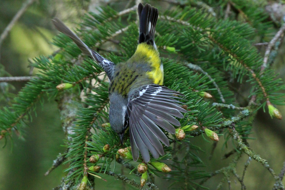 Magnolia Warbler - ML455070061