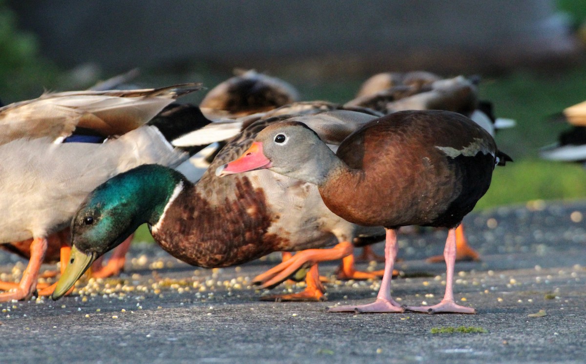 Black-bellied Whistling-Duck - Rowan Gibson