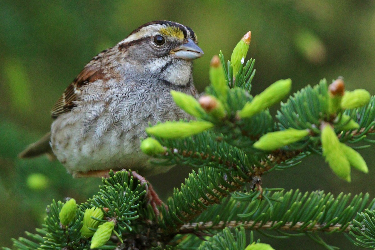 White-throated Sparrow - ML455070291