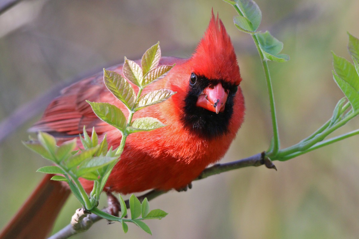 Northern Cardinal - ML455070391