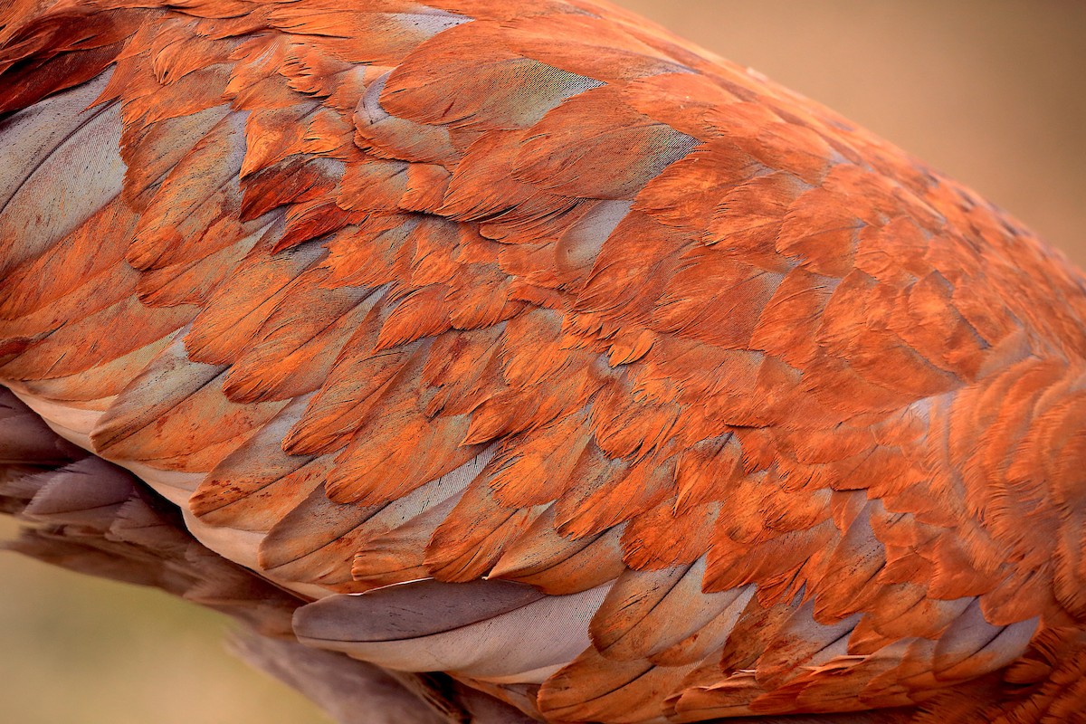 Орог тогоруу - ML455070431