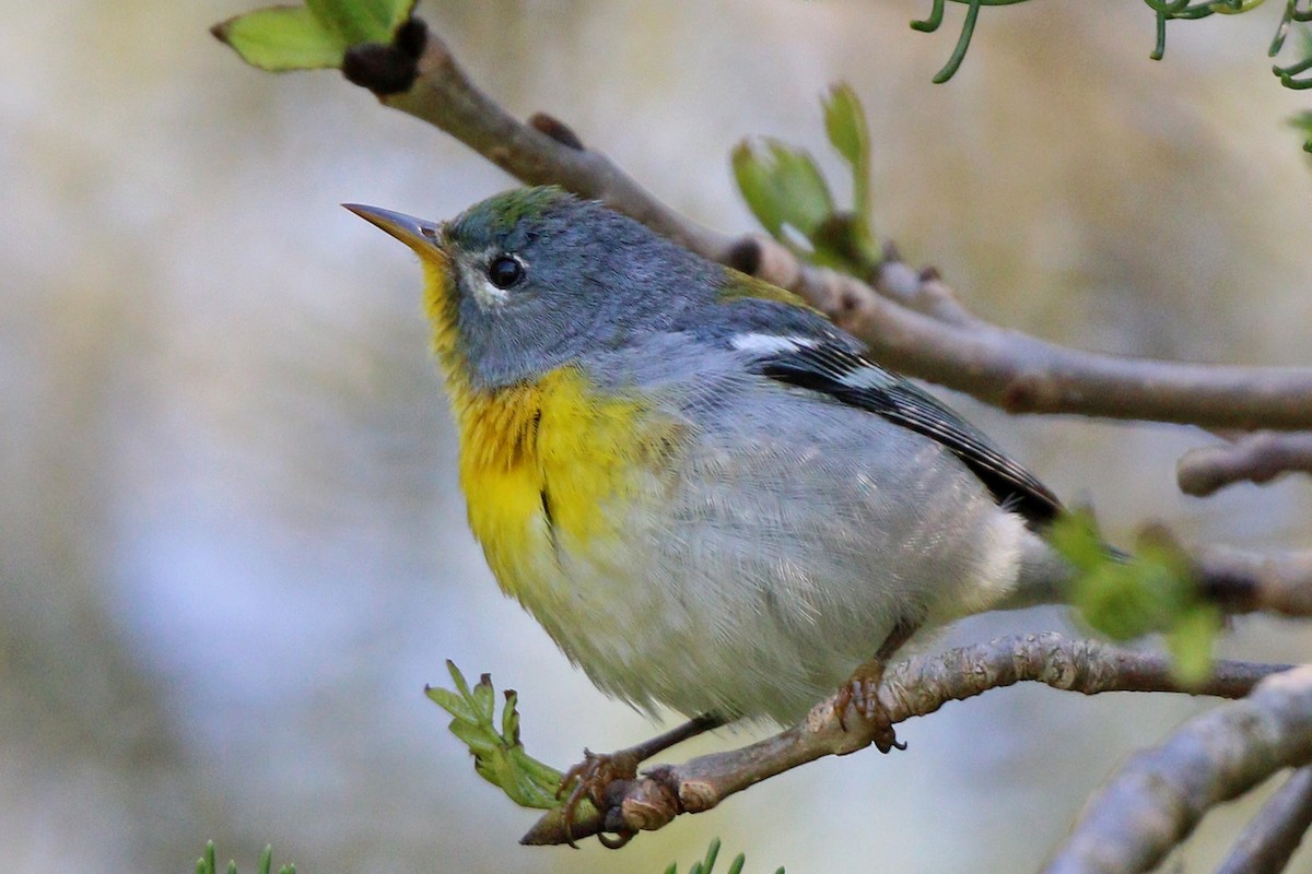 Northern Parula - ML455070911