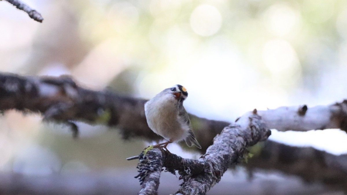 Golden-crowned Kinglet - ML455073661