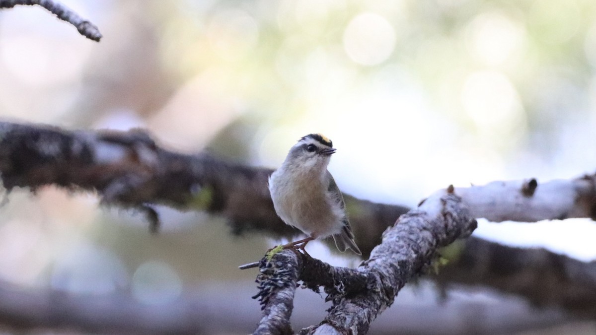 Golden-crowned Kinglet - ML455073691