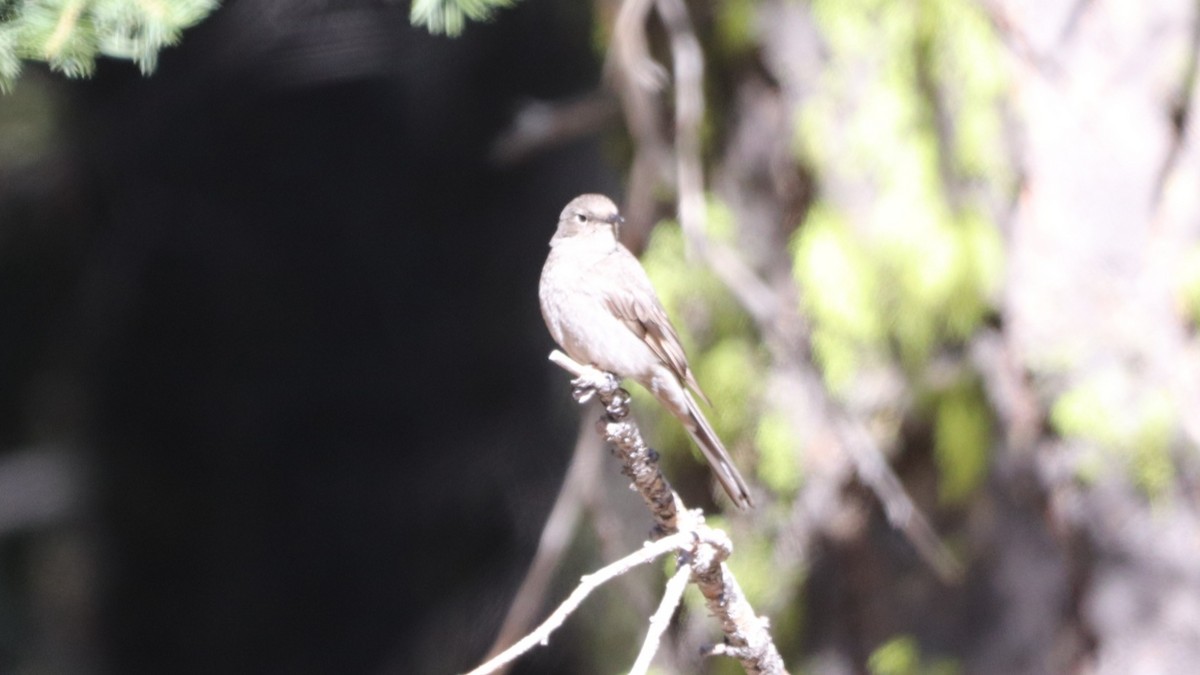 Townsend's Solitaire - ML455073801