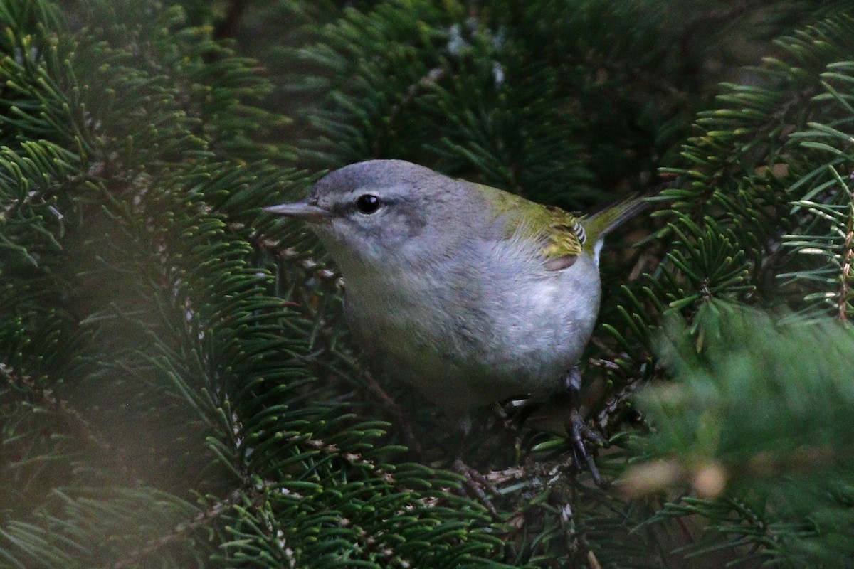 Tennessee Warbler - ML455074291