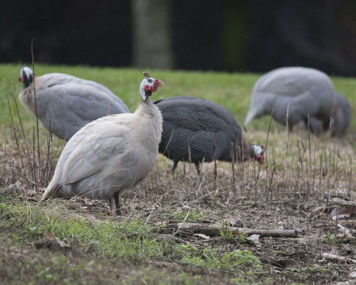 Helmeted Guineafowl - ML45507451