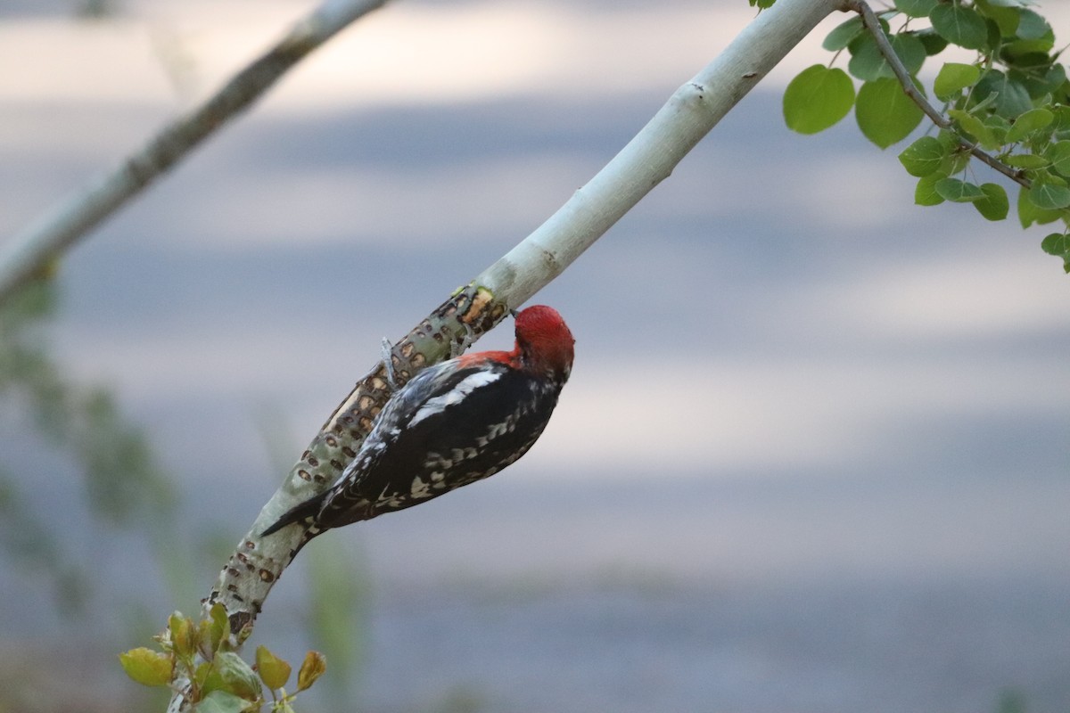 Red-breasted Sapsucker - ML455074601