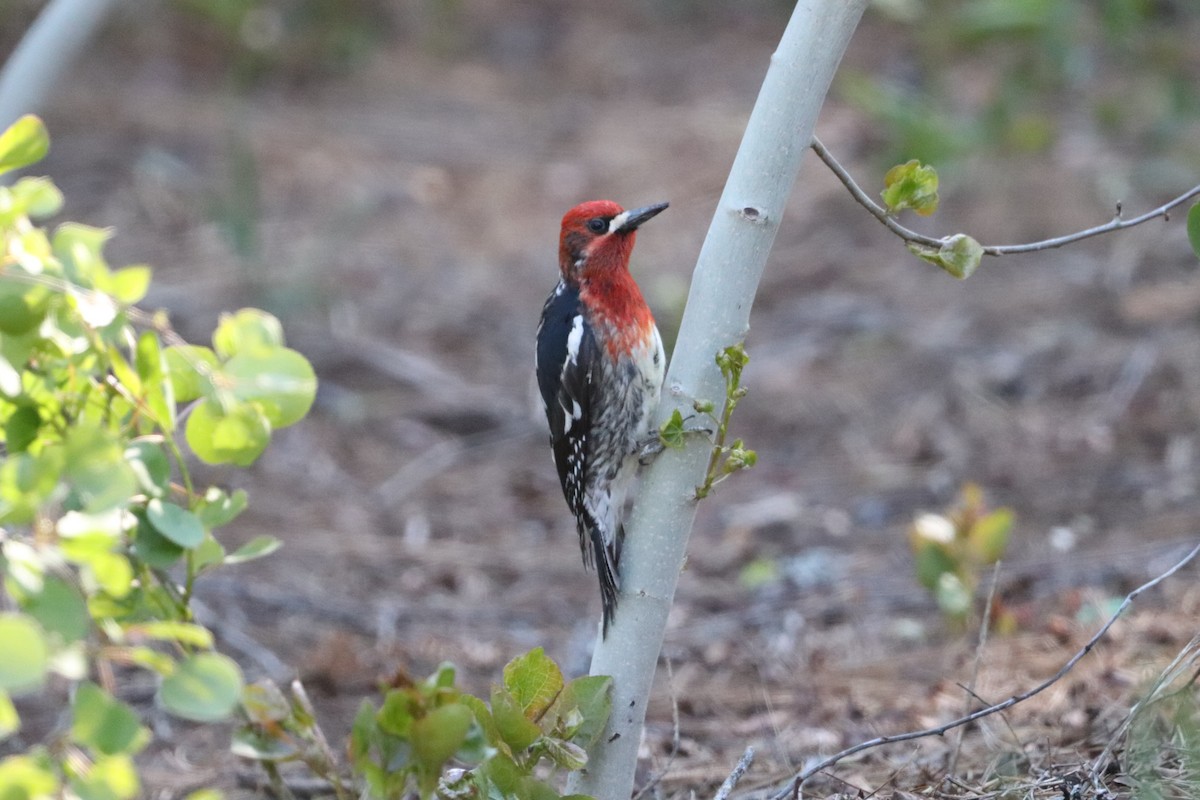 Red-breasted Sapsucker - ML455074611