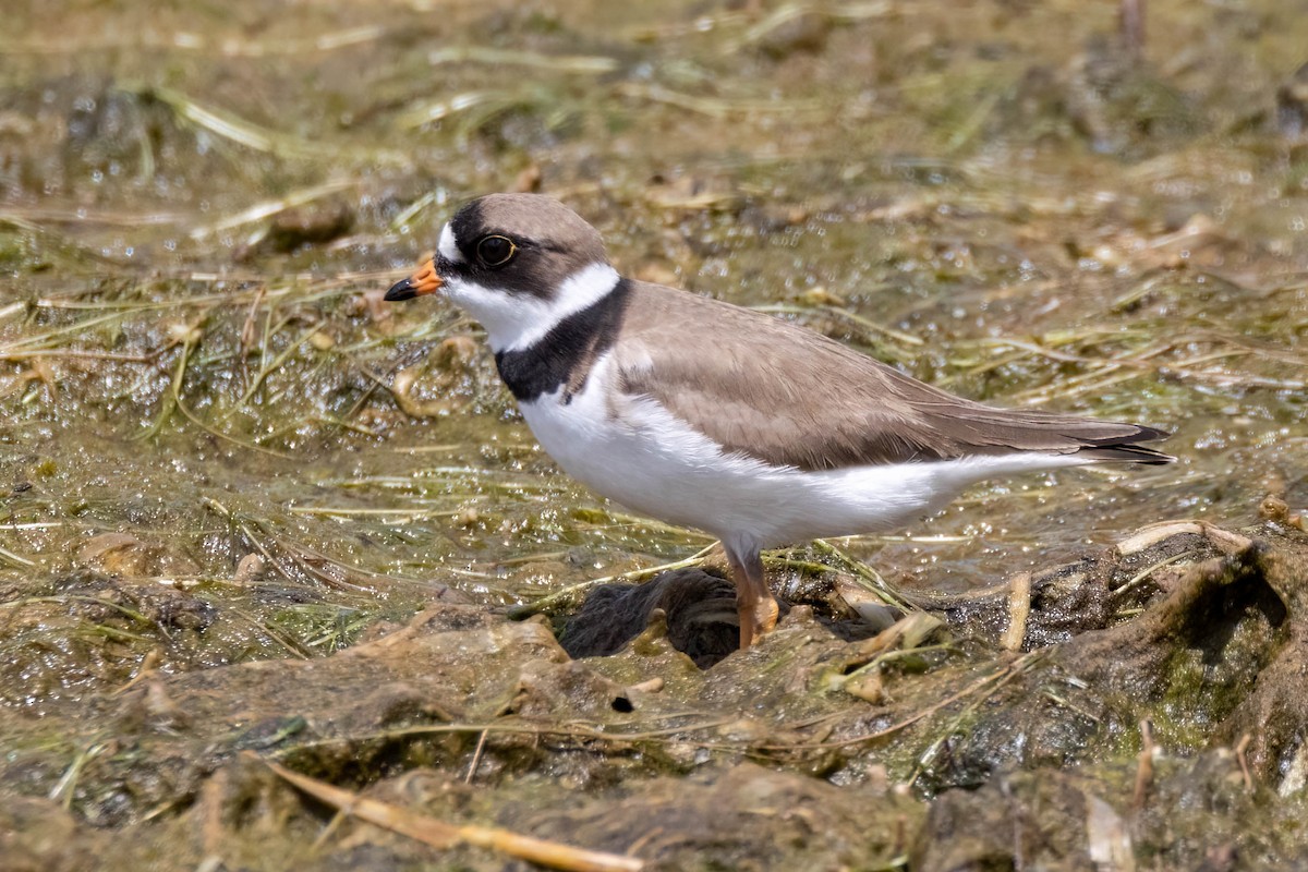 Semipalmated Plover - ML455074871