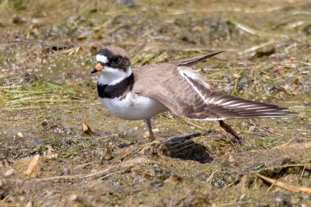 Semipalmated Plover - ML455074891