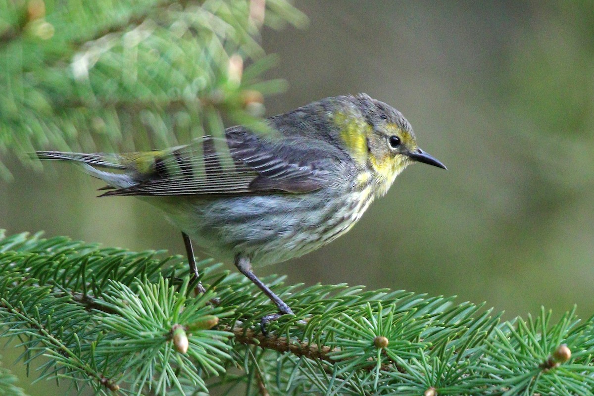 Cape May Warbler - ML455074901