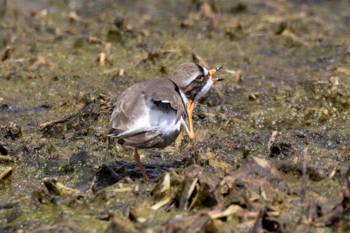 Semipalmated Plover - ML455074921