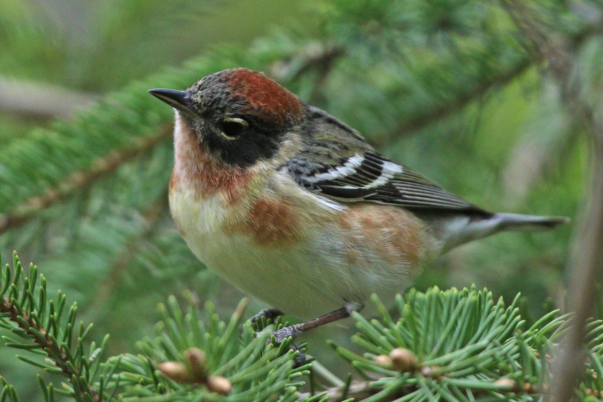 Bay-breasted Warbler - ML455075521