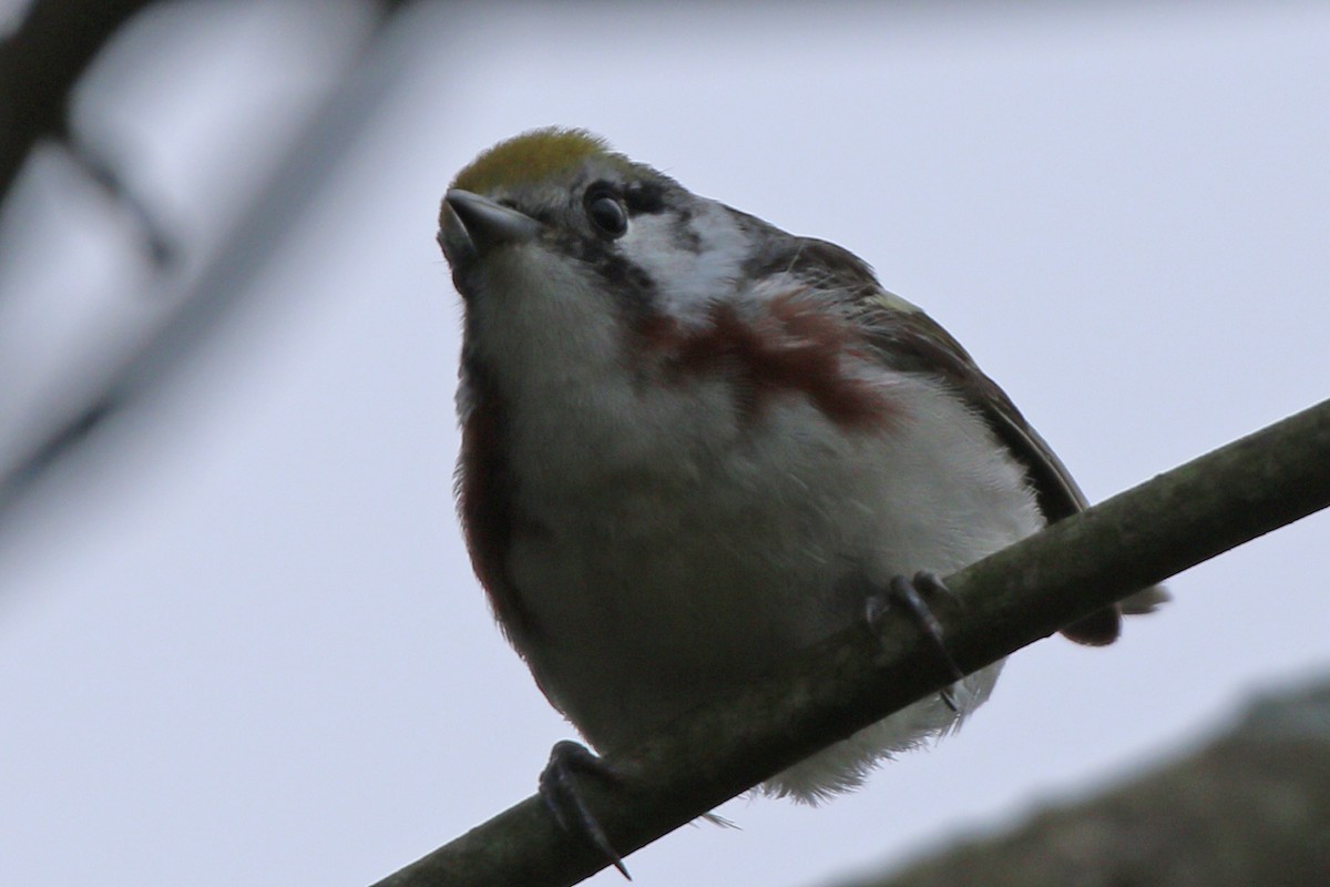 Chestnut-sided Warbler - ML455075731