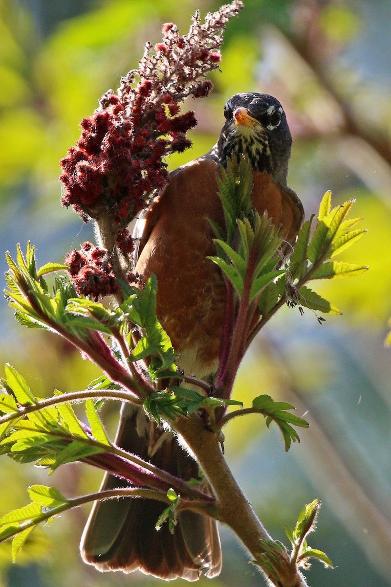American Robin - ML455075951