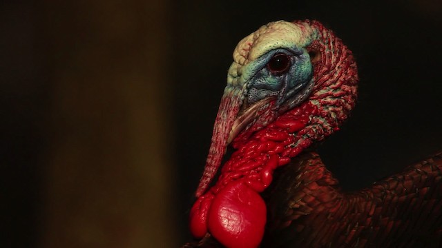 Wild Turkey - ML455076