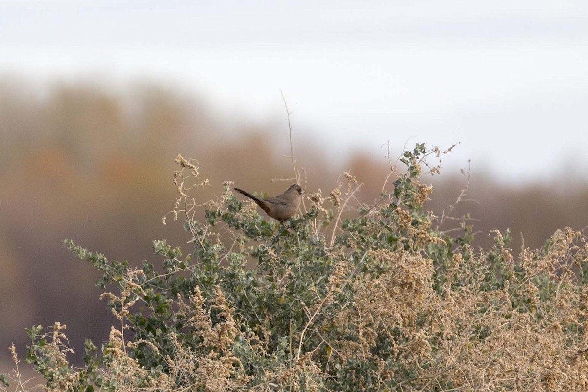 Abert's Towhee - Douglas Bruns