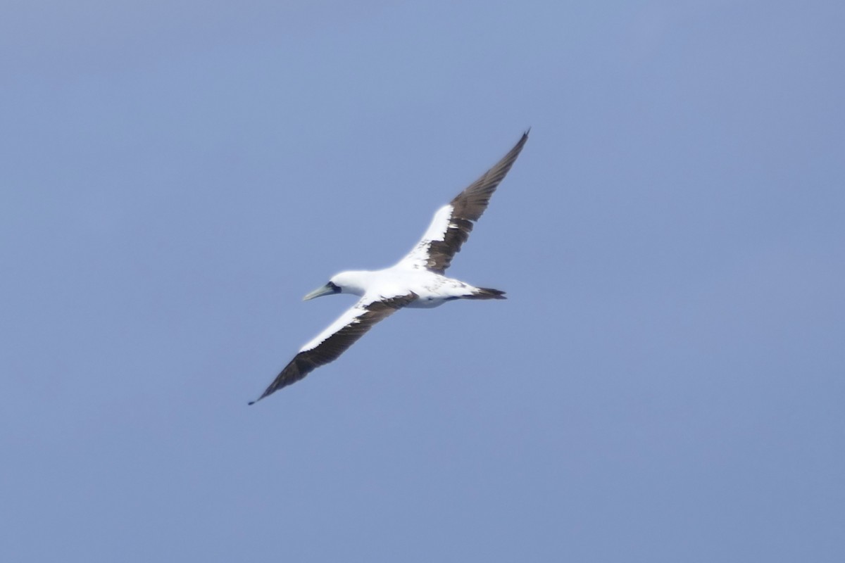 Masked Booby - ML455076381