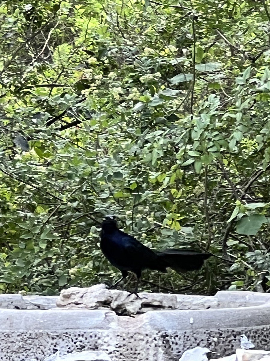 Great-tailed Grackle - ML455077341