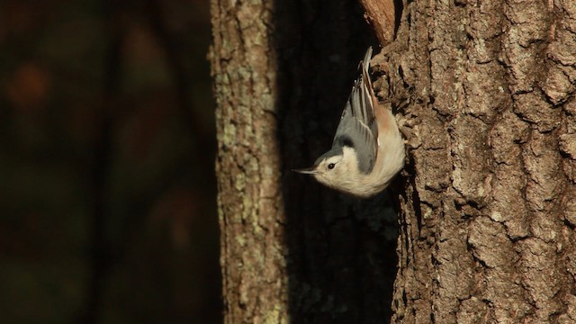 White-breasted Nuthatch - ML455078