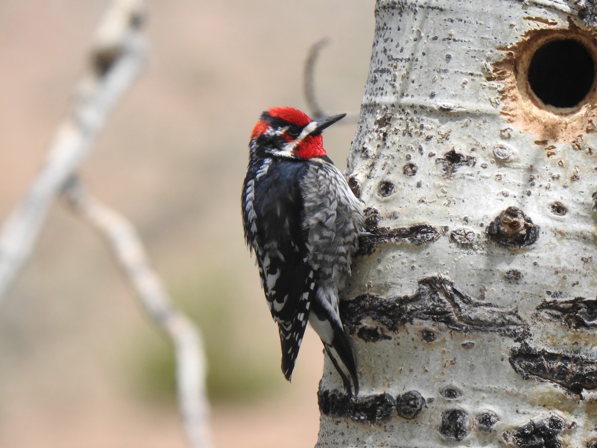 Red-naped Sapsucker - ML455079261