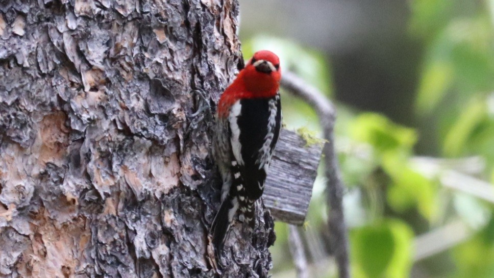 Red-breasted Sapsucker - ML455079591