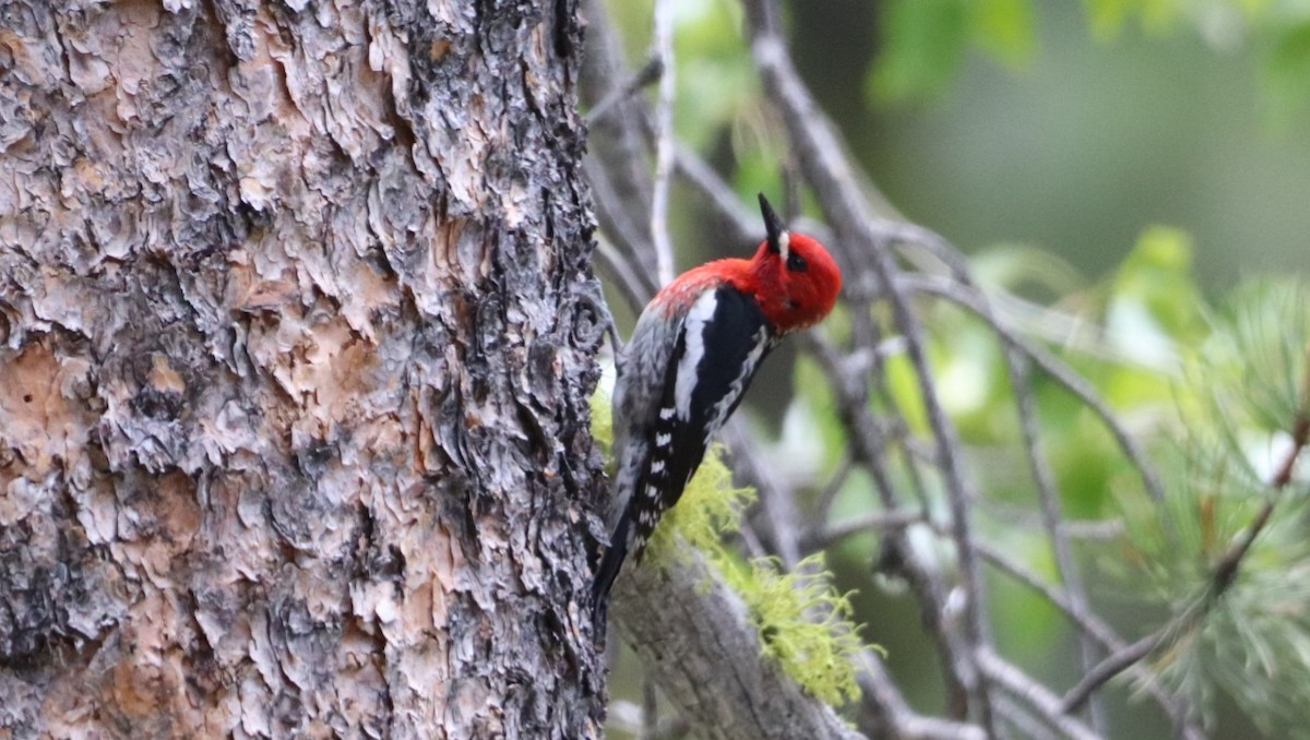 Red-breasted Sapsucker - ML455079601