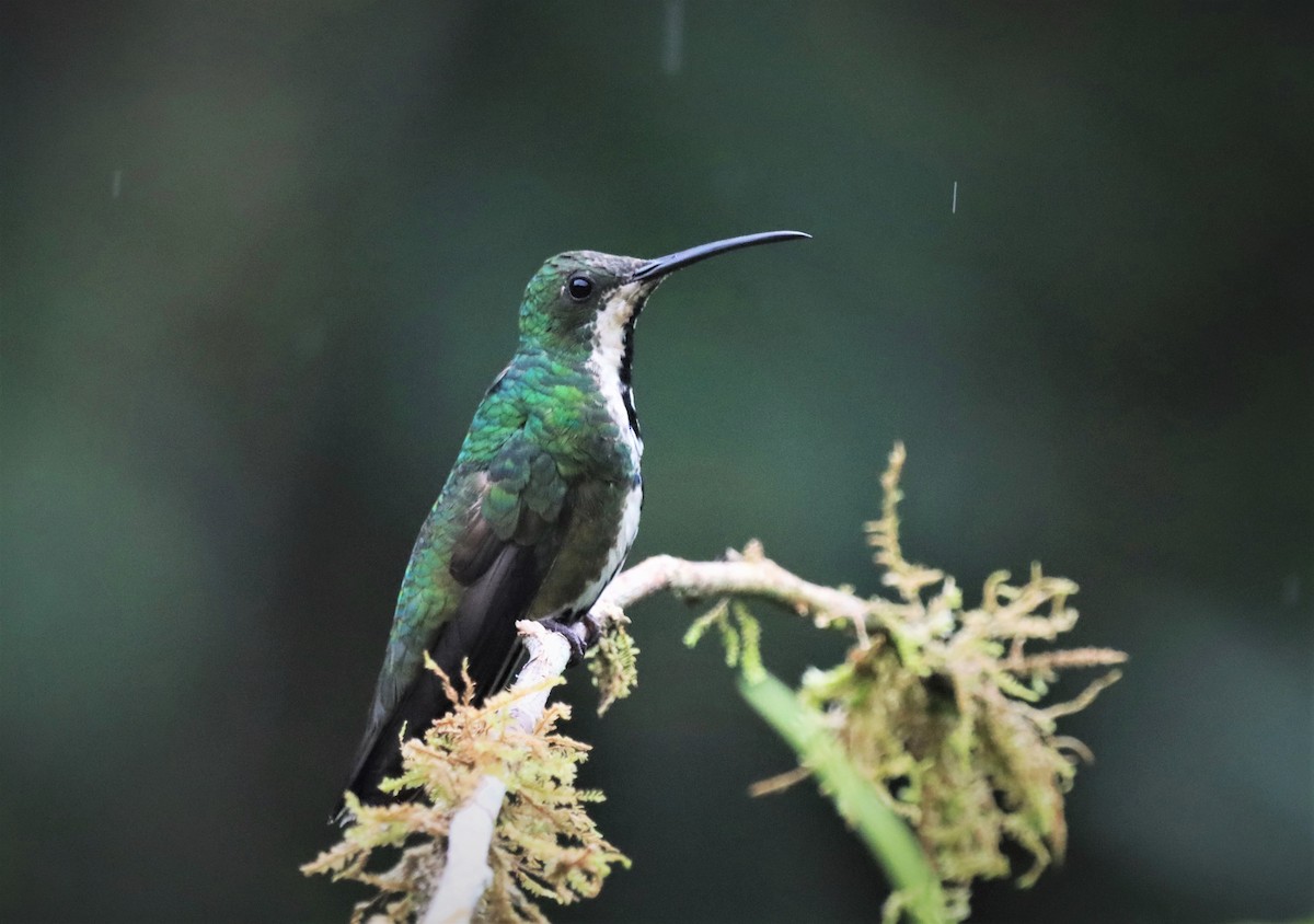 Black-throated Mango - Craig Evans