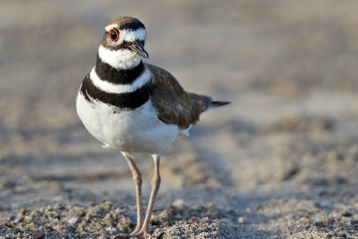 Killdeer - ML455080391
