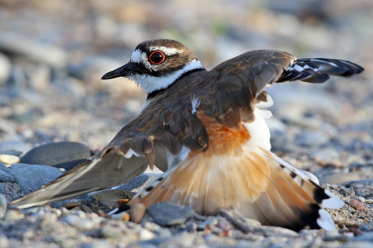 Killdeer - ML455080401