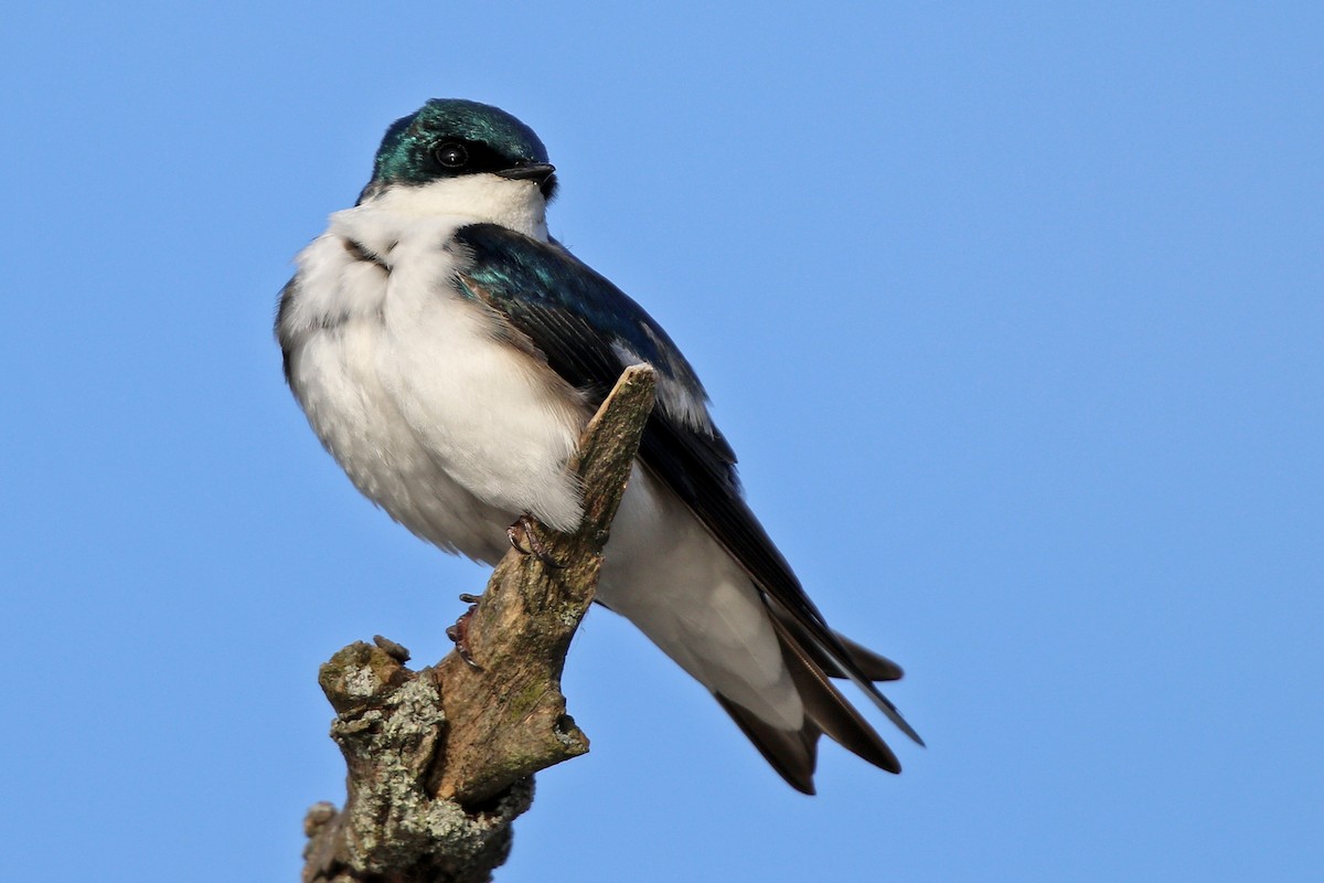 Tree Swallow - ML455080831