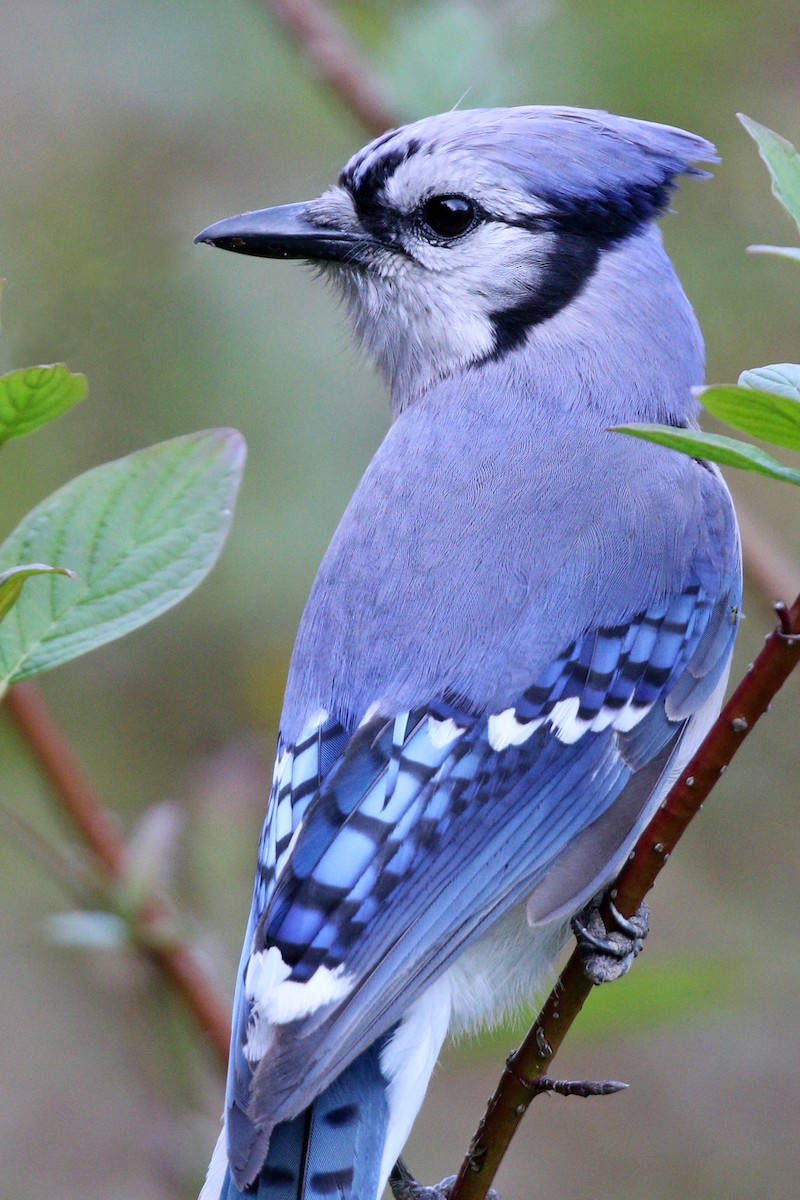 Blue Jay - ML455080881