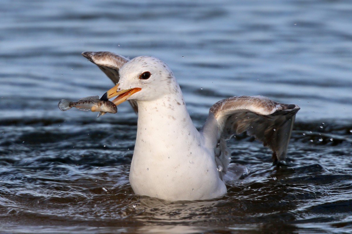 Ring-billed Gull - ML455081001