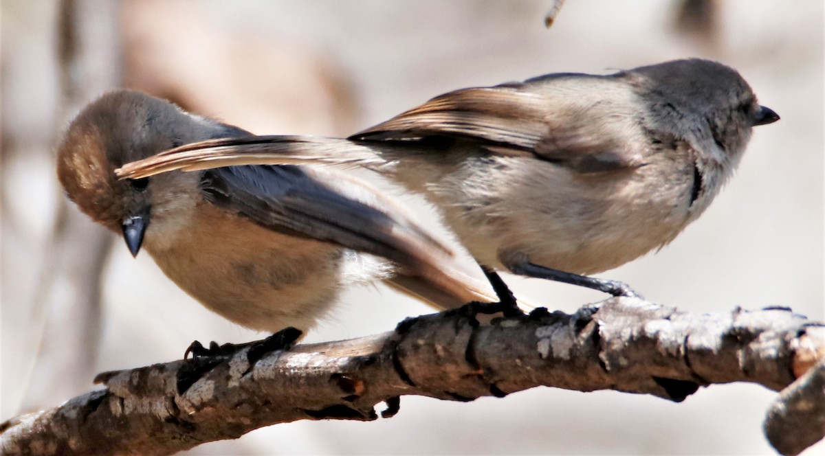 Bushtit - ML455081261