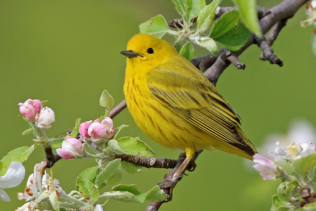 Northern Yellow Warbler - ML455084111