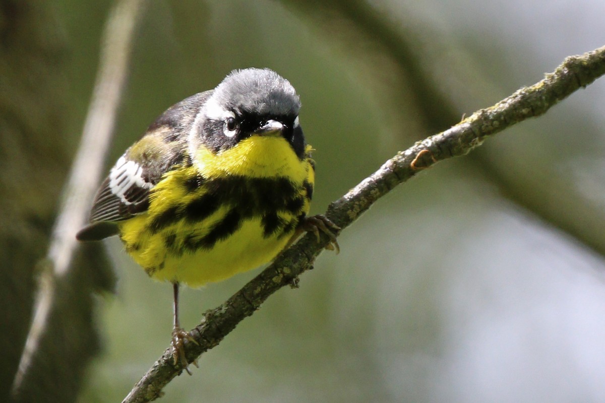 Magnolia Warbler - ML455084301
