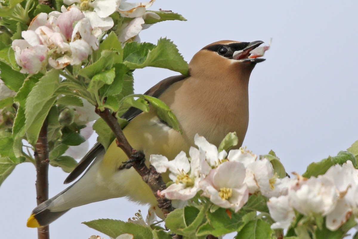 Cedar Waxwing - ML455084421