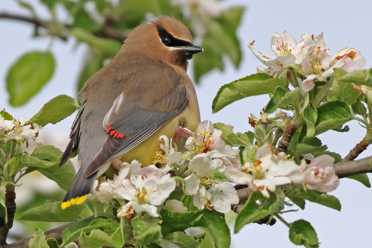 Cedar Waxwing - ML455084431
