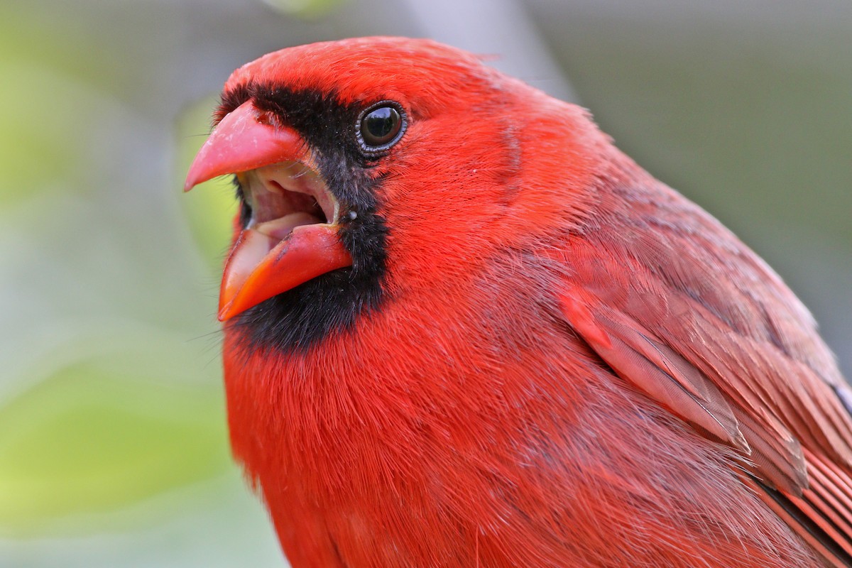 Northern Cardinal - ML455084501