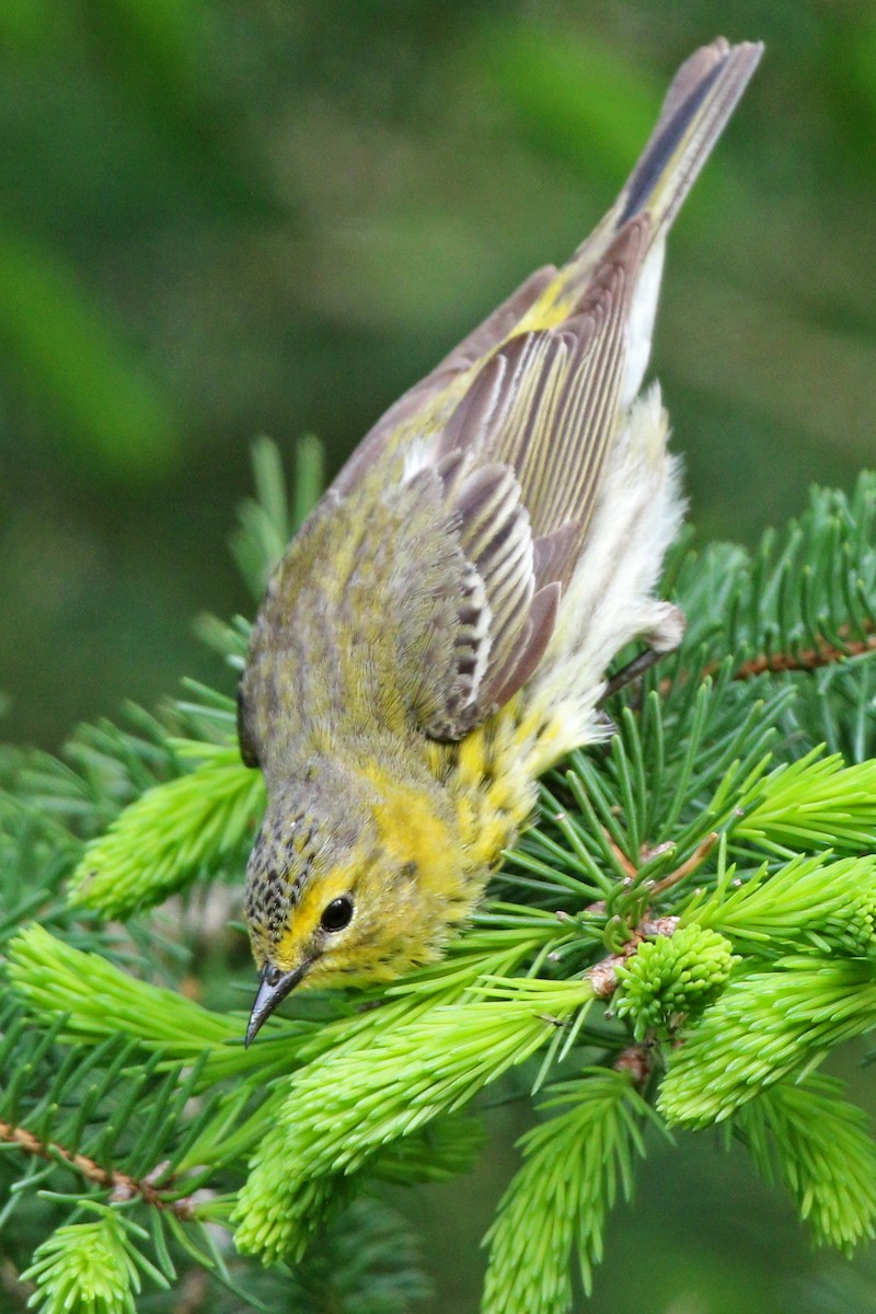 Cape May Warbler - ML455084631