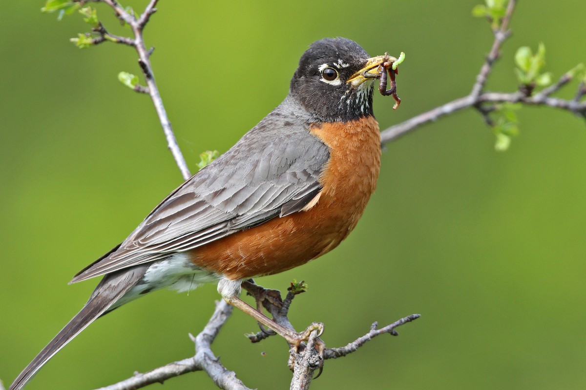 American Robin - ML455084821