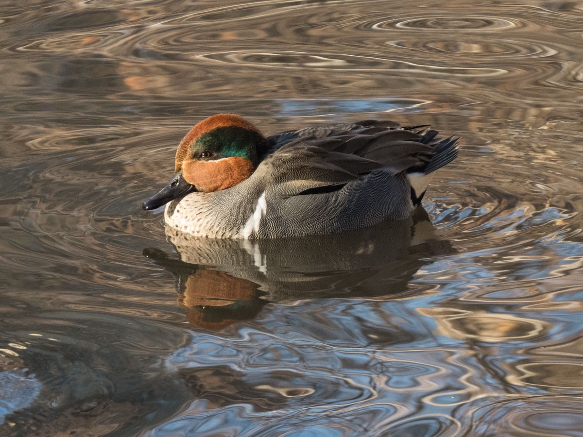 Green-winged Teal - ML45508521