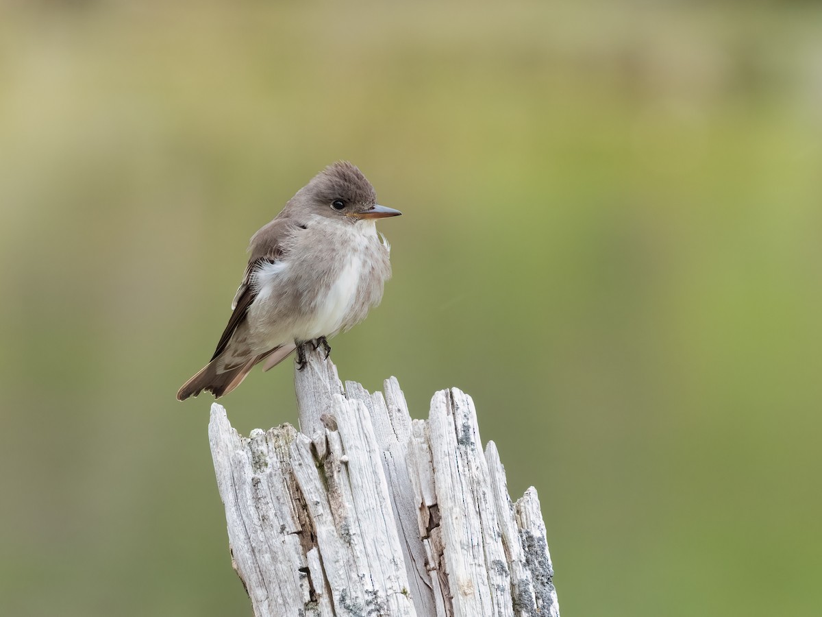 Olive-sided Flycatcher - ML455086141