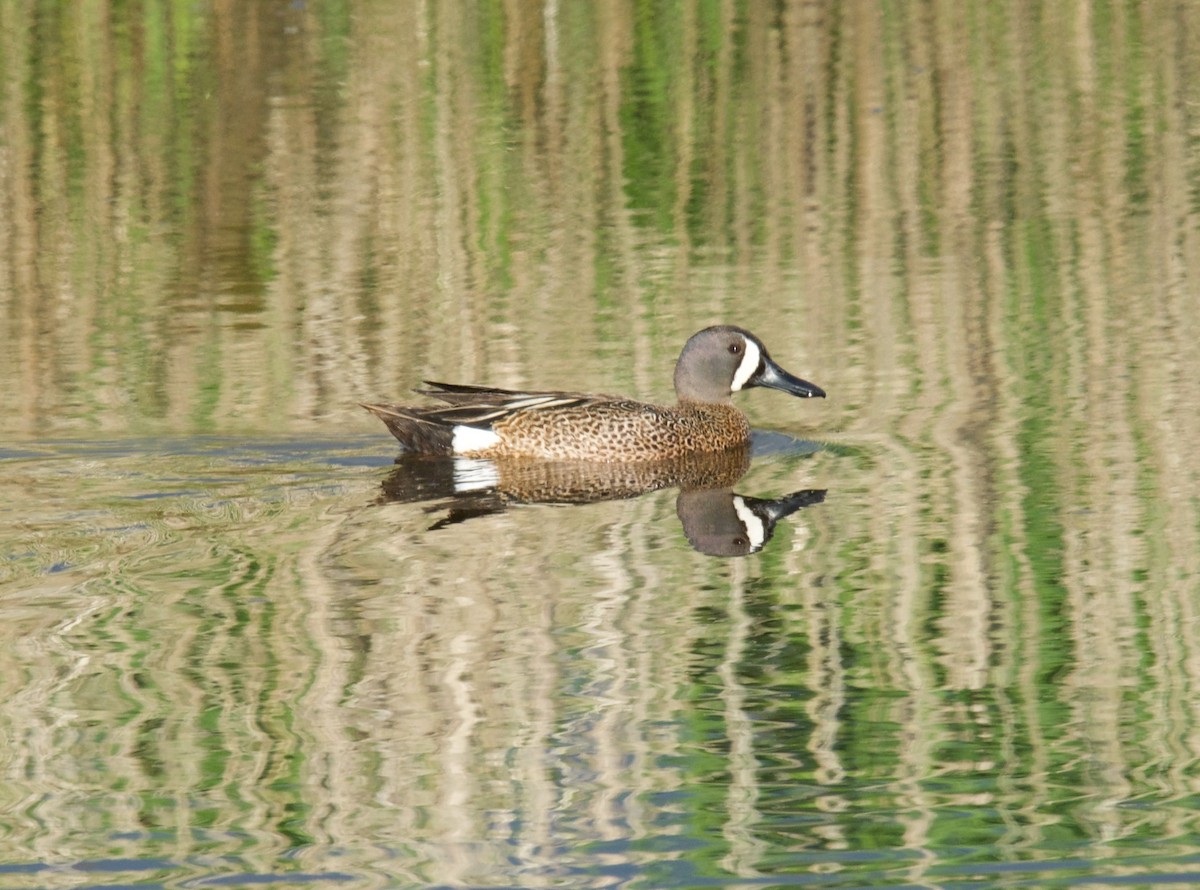 Blue-winged Teal - ML455087821