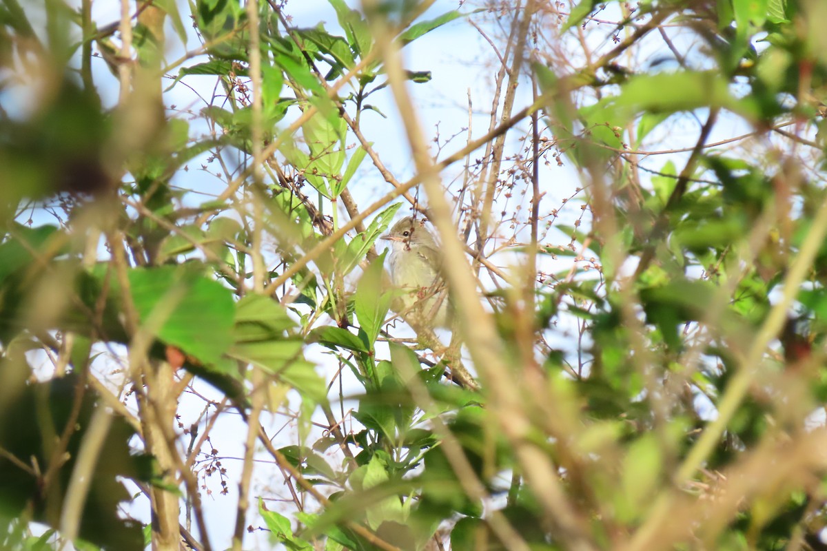 Large Elaenia - Diego Rocha Lopez