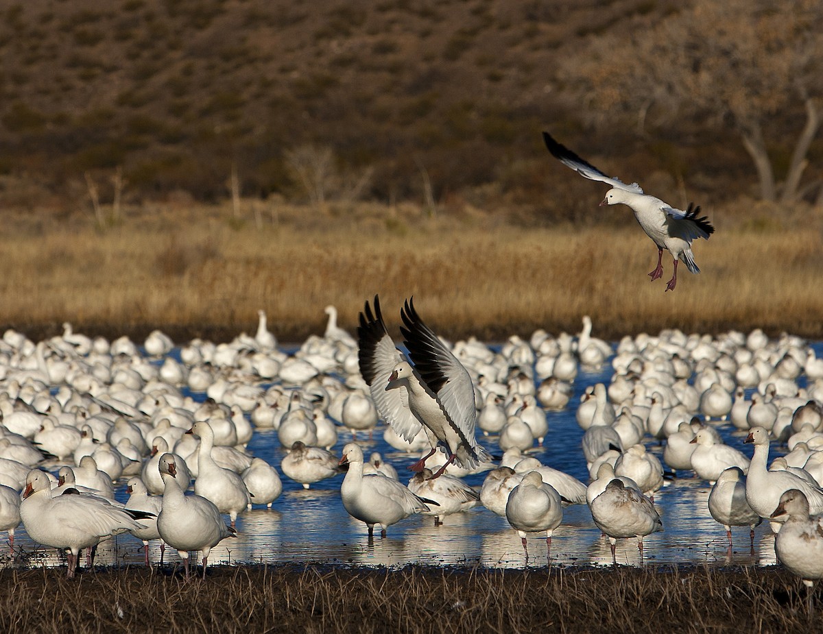 Ross's Goose - ML45509341